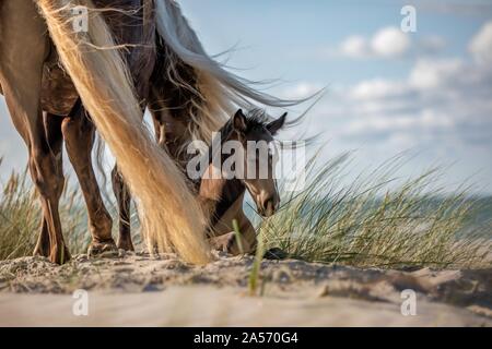 Rocky Mountain Horse Banque D'Images