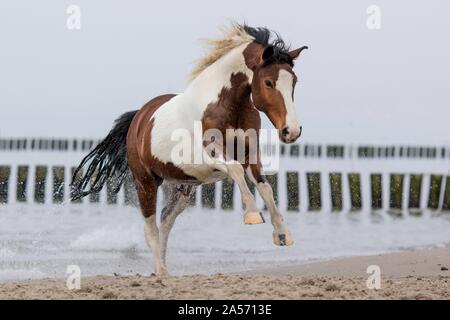 Warmblood galopante Banque D'Images