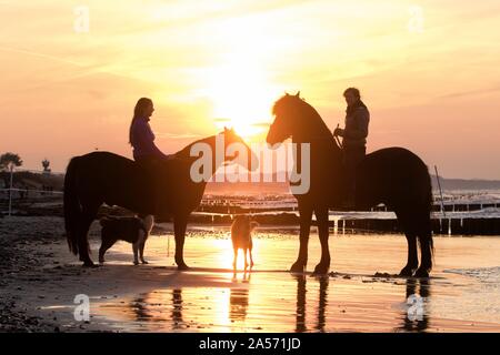 Manèges chevaux frisons femmes Banque D'Images