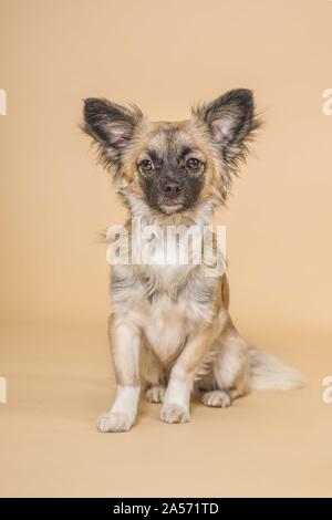 Chihuahua en studio Banque D'Images
