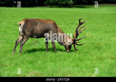 Red Deer,pâturage dans Wollaton park, Nottingham, Angleterre, Royaume-Uni Banque D'Images