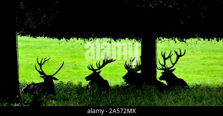 Une silhouette de red deer fixant sous un arbre à l'ombre,Parc,Nottingham Wollaton,Angleterre,UK Banque D'Images