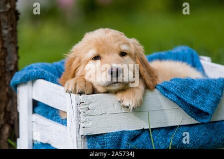 Chiot Hovawart dans une affaire Banque D'Images