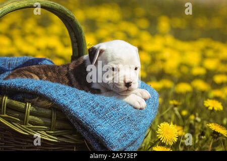 Chiot Bouledogue américain dans un panier Banque D'Images