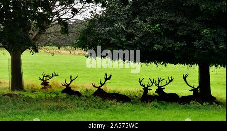 Une silhouette de red deer fixant sous un arbre à l'ombre,Parc,Nottingham Wollaton,Angleterre,UK Banque D'Images