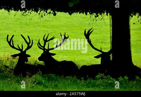 Une silhouette de red deer fixant sous un arbre à l'ombre,Parc,Nottingham Wollaton,Angleterre,UK Banque D'Images