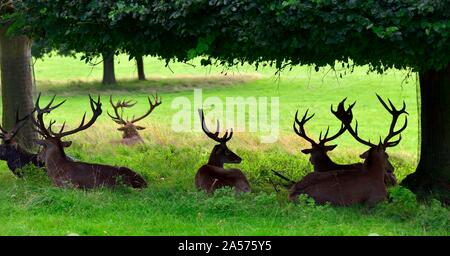 Red Deer fixant sous un arbre à l'ombre,Parc,Nottingham Wollaton,Angleterre,UK Banque D'Images