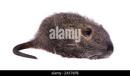 Bébé ragondin isolé sur fond blanc. Un brown ragondin (Myocastor coypus) isolés. Banque D'Images