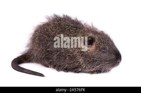 Bébé ragondin isolé sur fond blanc. Un brown ragondin (Myocastor coypus) isolés. Banque D'Images