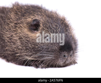 Bébé ragondin isolé sur fond blanc. Un brown ragondin (Myocastor coypus) isolés. Banque D'Images