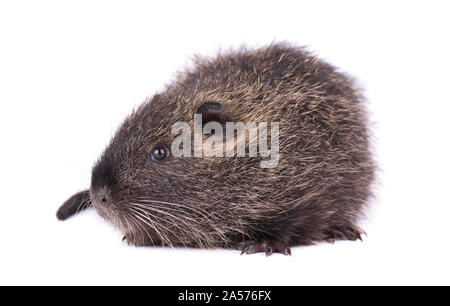 Bébé ragondin isolé sur fond blanc. Un brown ragondin (Myocastor coypus) isolés. Banque D'Images