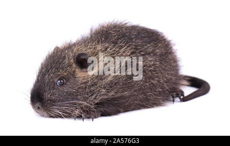 Bébé ragondin isolé sur fond blanc. Un brown ragondin (Myocastor coypus) isolés. Banque D'Images