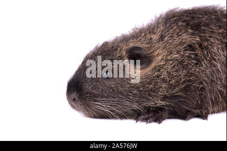 Bébé ragondin isolé sur fond blanc. Un brown de ragondins isolés. Banque D'Images