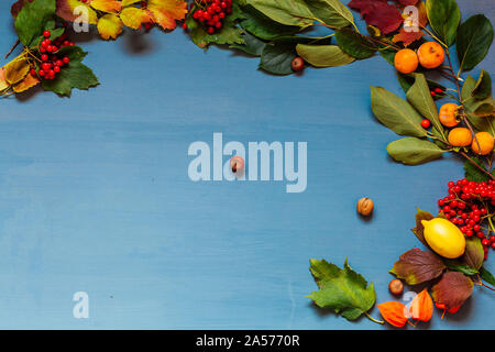 Feuilles d'automne jaune et rouge noix fruits sur fond gris Banque D'Images