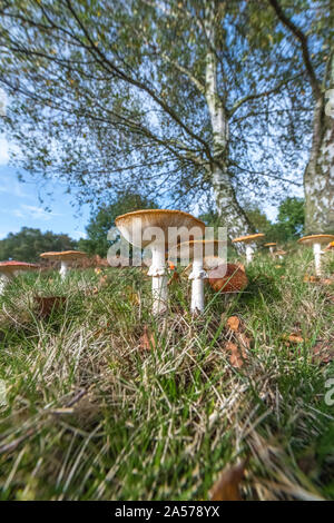 Les champignons Agaric Fly ou toadstool. Banque D'Images