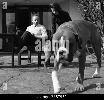 John Surtees se détend à la maison avec sa femme et des chiens de compagnie en 1966. Banque D'Images