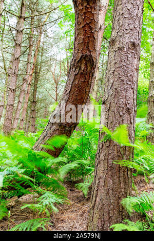 Fougères, se déplaçant avec le vent à Whitchurch Firs, contre le tronc des arbres statique Banque D'Images