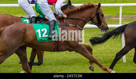 Close up on groupe des jockeys et chevaux de course racing sur la voie Banque D'Images