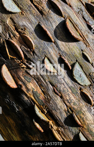 Coins martelés dans tronc d'arbre à Tarn Hows,, près de Hawkshead, Lake District, Cumbria Banque D'Images