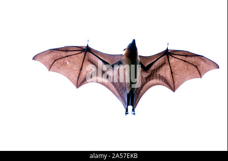 Close-up of a Flying Fox malgache (Pteropus rufus) bat, Bryanston, Madagascar Banque D'Images