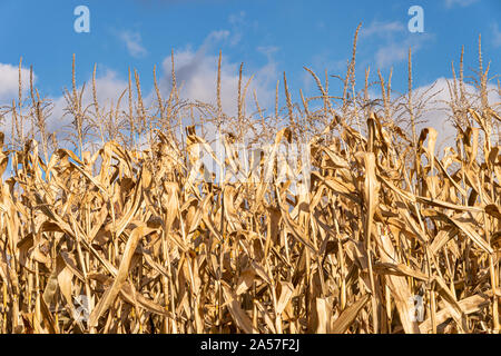 Séché, champ de maïs au Canada plus de ciel bleu Banque D'Images