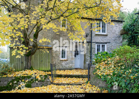 Acer saccharum. Érable à sucre et de feuilles à l'extérieur d'un chalet en automne. Wootton, Oxfordshire, Angleterre Banque D'Images