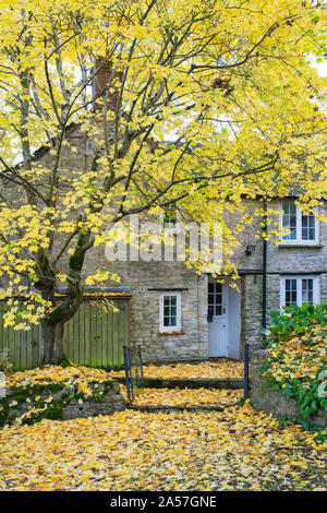Acer saccharum. Érable à sucre et de feuilles à l'extérieur d'un chalet en automne. Wootton, Oxfordshire, Angleterre Banque D'Images