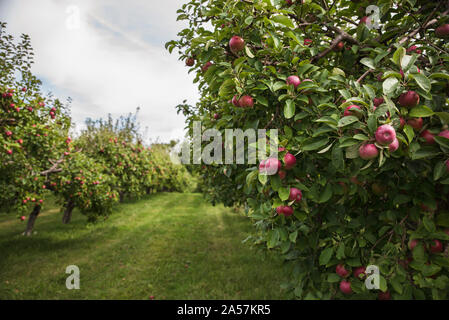 Fruits rouges pommes sur un pommier dans un verger. Banque D'Images