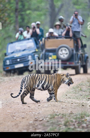 Les touristes en safari jeeps photographier un tigre du Bengale (Panthera tigris tigris), Inde Banque D'Images