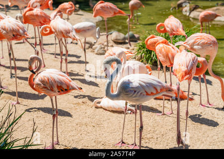 Flamingo. Troupeau de flamants dans natural background Banque D'Images