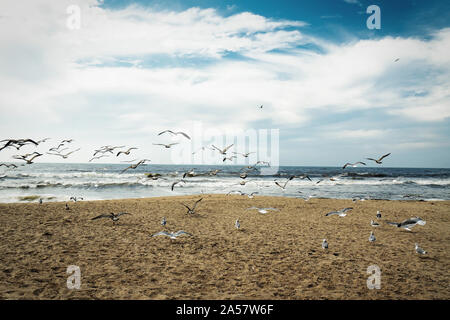 Plage de sable fin, ciel nuageux, et la nuée d'oiseaux. Vol de mouettes loin sur l'océan Banque D'Images