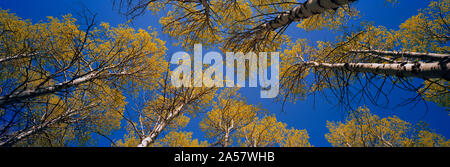 Low angle view of Aspen trees, l'Est de la Sierra, en Californie, USA Banque D'Images