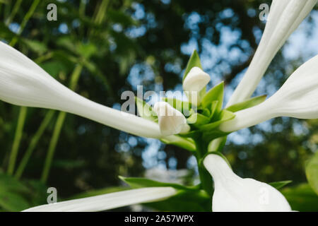 Hosta est en fleurs. Fleur blanche dans le jardin. Banque D'Images