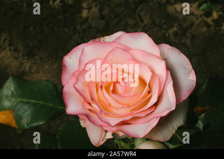 Rose Jumilia souche hybrides de thé, produites pour la coupe. Banque D'Images