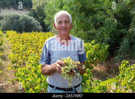 Un agriculteur Evelthon chypriote choisit ses raisins biologiques dans un vignoble dans la région de Paphos à Chypre. Banque D'Images