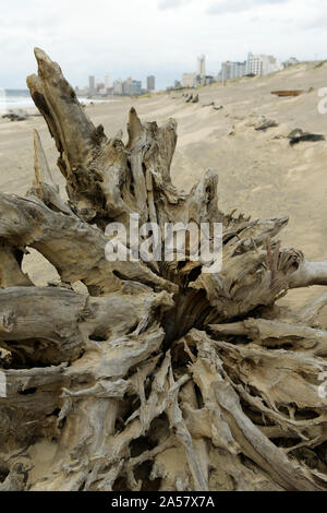 Les racines exposées des arbres morts échoués sur la plage, les dégâts causés par les tempêtes, paysage, plantes, contexte, in situ, Durban, Afrique du Sud, ville, decay, Africaine Banque D'Images