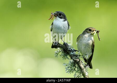 (Ficedula hypoleuca), paire d'animaux, homme et femme assis avec les proies sur une branche, Siegerland, Rhénanie du Nord-Westphalie, Allemagne Banque D'Images