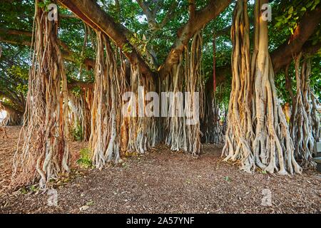 Ou Banyan (fig Banyan Ficus benghalensis) arbres sur la plage de Waikiki, Honolulu, Oahu, Hawaii Island O'ahu, Hawaii, l'Aloha State, USA Banque D'Images