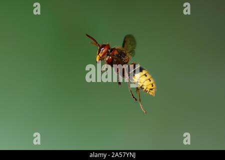 Frelon européen (Vespa crabro), travailleur en vol, Siegerland, Rhénanie du Nord-Westphalie, Allemagne Banque D'Images