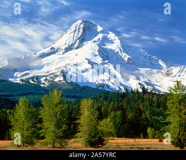 Avec arbres de montagnes aux sommets enneigés en arrière-plan, Mt Hood, le capot supérieur River Valley, comté de Hood River, Oregon, USA Banque D'Images