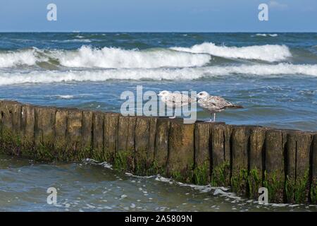 European du goéland argenté (Larus argentatus), les jeunes animaux sur un épi, Wustrow, Mecklembourg-Poméranie-Occidentale, Allemagne Banque D'Images