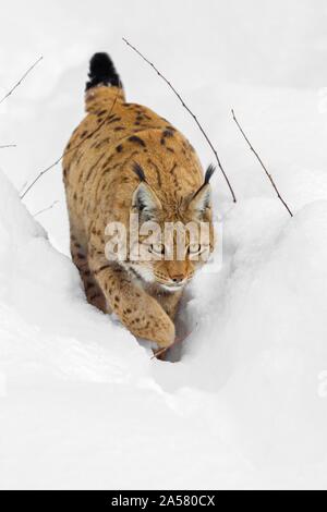 Le Lynx (Lynx lynx), courant à travers la neige profonde, le Parc National de la forêt bavaroise, Bavière, Allemagne Banque D'Images