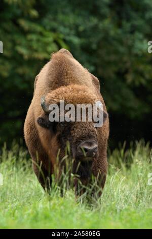 Bison d'Europe (Bison bonasus), debout dans l'herbe, Allemagne Banque D'Images