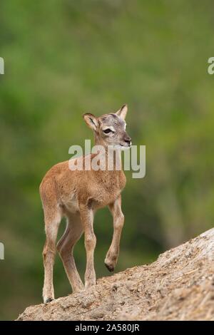 Mouflon (Ovis ammon musimon), jeune animal, Allemagne Banque D'Images