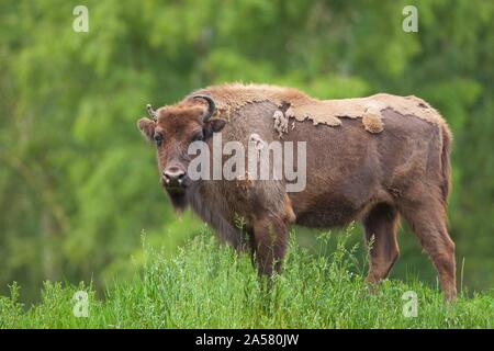 Bison d'Europe (Bison bonasus), Standing in meadow, le changement de couche, Allemagne Banque D'Images