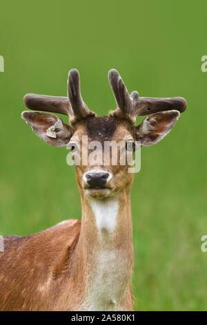 Fallow deer (Cervus dama), jeune homme, animal portrait, Allemagne Banque D'Images