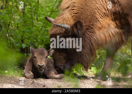 Bison d'Europe (Bison bonasus), femelle et son veau, Allemagne Banque D'Images