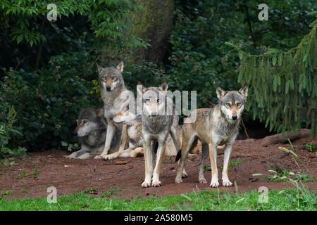 Les loups gris d'Europe (Canis lupus lupus), le loup pack, captive, Allemagne Banque D'Images