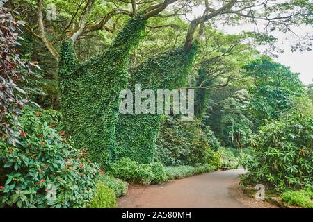 La flore tropicale du Jardin botanique de Waimea Waimea Valley, Île hawaïenne, Oahu, O'ahu, Hawaii, l'Aloha State, USA Banque D'Images