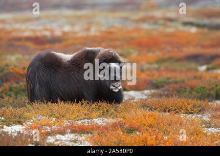 Le boeuf musqué (Ovibos moschatus) à l'automne la toundra, Dovrefjell Sunndalsfjella Parc National, Norvège Banque D'Images